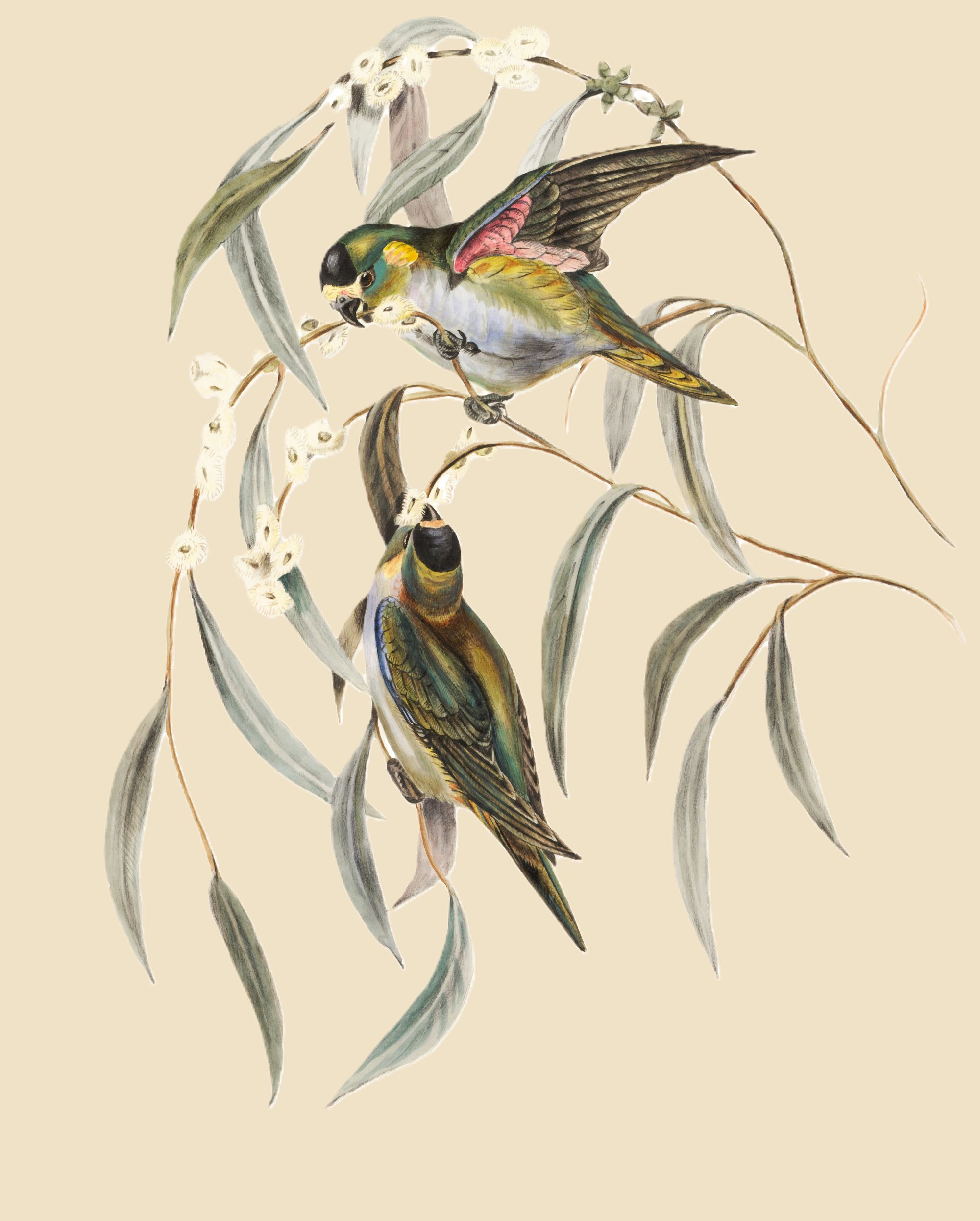 Decorative Illustration